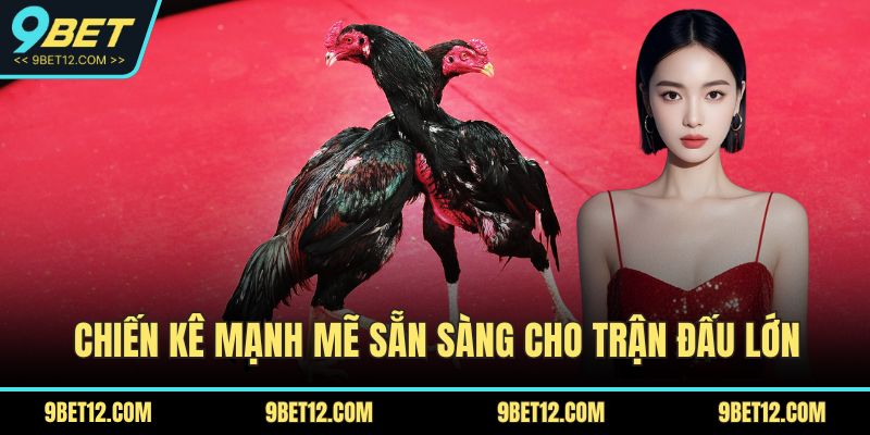 7 Chiến Thuật Đá Gà Giúp Bạn Dễ Dàng Giành Chiến Thắng 2 Chiến kê mạnh mẽ sẵn sàng cho trận đấu lớn