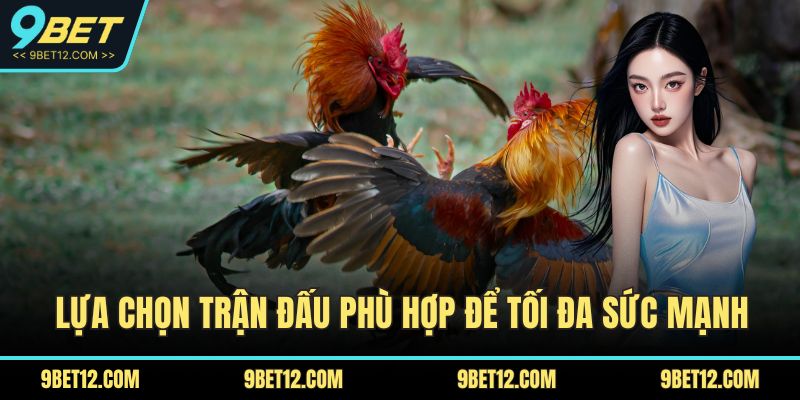7 Chiến Thuật Đá Gà Giúp Bạn Dễ Dàng Giành Chiến Thắng 3 Lựa chọn trận đấu phù hợp để tối đa sức mạnh